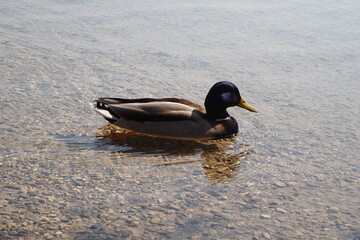 Duck at Plitvice lakes, Croatia