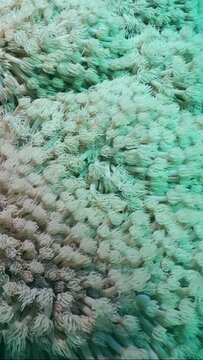 Vertical video, Close-up of Flowerpot coral or Anemone coral (Goniopora columna), Slow motion. Natural underwater backgroun of coral polyps