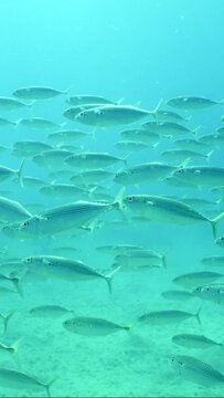 Vertical video, Slow motion, Large school of Mackerel fish swims over sandy seabed on bright sunny day in sunrays
