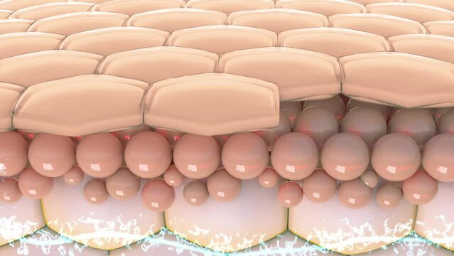Shows the efficiency of the serum that penetrates into the layers of the skin. Drops of lotion or cream or serum on the skin to increase moisture. and protect the skin from 3D sunlight