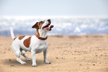 Fototapeta na wymiar Cute young domestic dog walking on beach