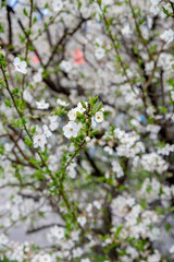 Early spring white flowers with green leaves illuminated by sunlight, plum tree flowers selective focus