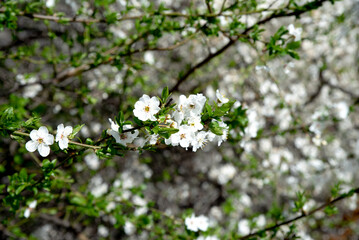 Early spring white flowers with green leaves illuminated by sunlight, plum tree flowers selective focus