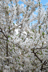 Early spring white flowers with green leaves illuminated by sunlight on a background of blue sky, plum tree flowers selective focus