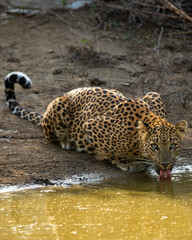 Indian wild female leopard or panther or panthera pardus fusca quenching thirst or drinking water from waterhole with eye contact during safari at jhalana forest reserve jaipur rajasthan india asia