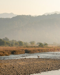 scenic view or landscape and a sambar deer or rusa unicolor near ramganga river in mist during winter season morning safari at dhikala jim corbett national park or tiger reserve uttarakhand india