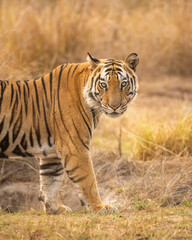 Fototapeta na wymiar fine art portrait of wild male bengal tiger or panthera tigris standing with full face and eye contact in evening safari bandhavgarh national park forest tiger reserve umaria madhya pradesh india asia