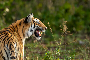 wild bengal female tiger or panthera tigris flehmen response reaction face expression behavior in...