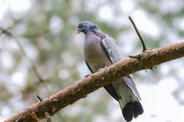 Common wood pigeon sits on a thick branch with opening bill. Common Wood-pigeon close-up portrait and beautiful feathers and green background. Bird with the white patches of the neck.