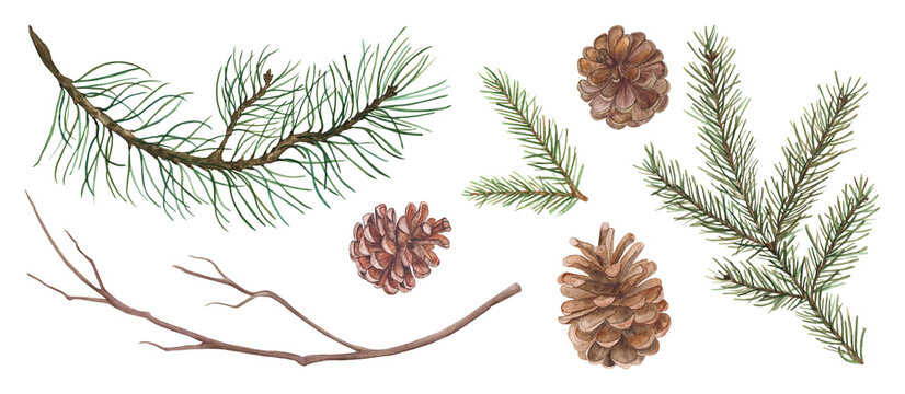 Set of branches and cones of coniferous evergreens.