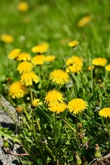 Mniszek lekarski - majowe kwiaty w trawie. Żółte kwiaty 