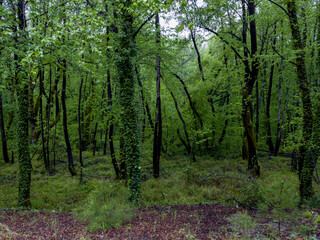 Sweetgum, which is known as the 