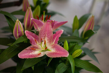 Beautiful bright spring flowers against the backdrop of the sun and nature
