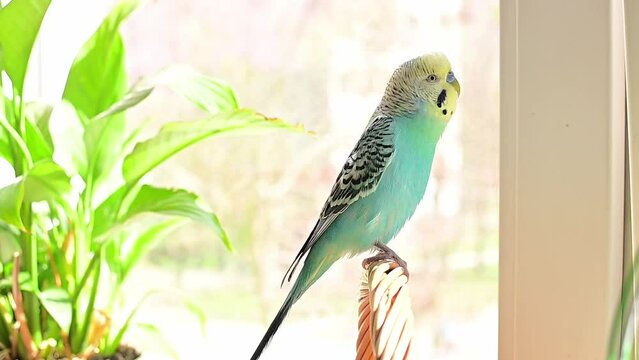 A blue budgie sits on a braided branch and talks. Ornithology. Veterinary medicine. Care and treatment of pets. Birds