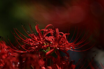 赤い彼岸花