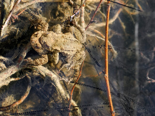Pair of European toads (Bufo bufo) in water of pond with characteristic egg strings