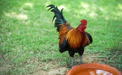 rooster in the farm/A rooster is drinking water in a water saucer.