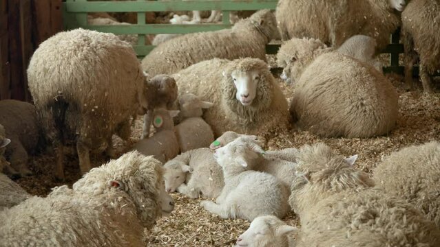 Merino sheep  and young baby lambs inside wooden barn eating hay on a  farm