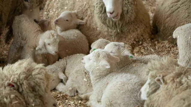 Adorable young baby lambs resting on a ground inside barn in Merino sheep ranch shed