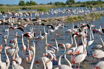 Group of flamingos (Phoenicopterus ruber) in water, in the Camargue is a natural region located south of Arles, France, between the Mediterranean Sea and the two arms of the Rhône delta