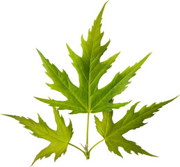 green maple leaves , isolated on transparent or white background, png, mockup