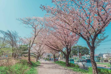 桜の咲く通り