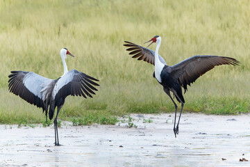 Wattled Crane courtship dance. These wattled crane (Grus carunculata), a threatened monogamous species of crane, where where making a courtship dance in the Okavango Delta in Botswana