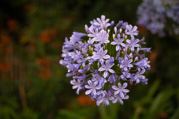 Beautiful bright spring flowers against the backdrop of the sun and nature