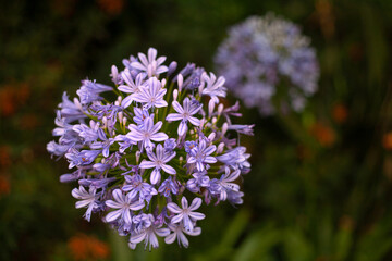 Beautiful bright spring flowers against the backdrop of the sun and nature