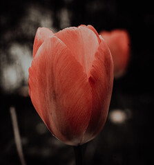 red tulip flower