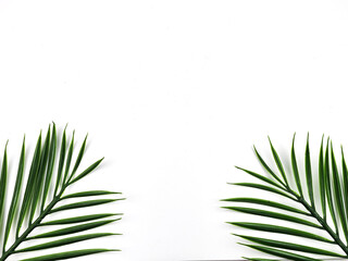 Green palm leaves in the corner isolated on white