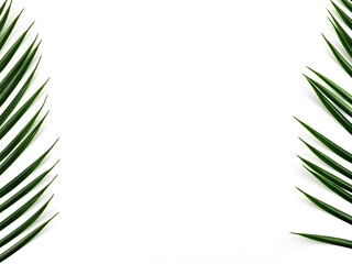 Green palm leaves isolated on white