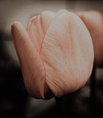tulip on black background