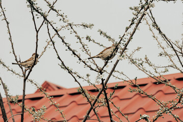 a sparrow on a blossoming tree