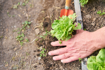 Hand of farmer planting crop into soil in farm