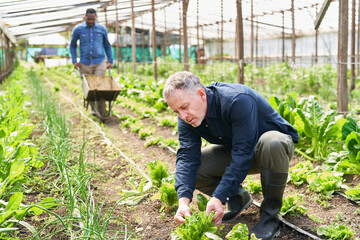 Fototapeta premium Mature male farmer harvesting in organic farm