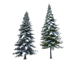 3d illustration of snowy spruce and pine trees with no background