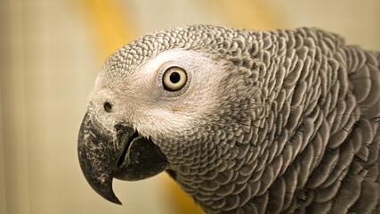African gray parrot, Psittacus erithacus, gray parot closeup. Portrait of parrot. Cute bird.