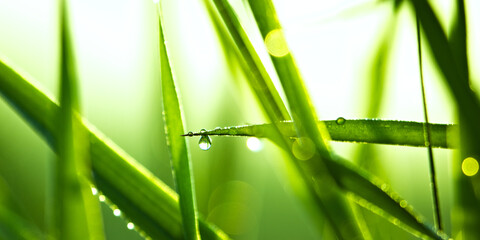 Water drop on the green grass, young grass with morning dew drops at sunrise, spring time, sunlight green grass.