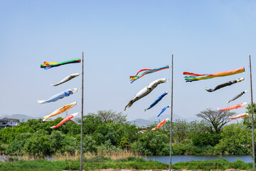 風になびく遠賀川河川敷の鯉のぼり