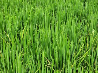 Spacious and well-maintained green fields 