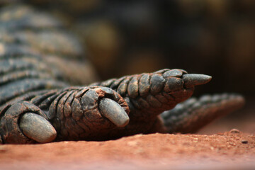 crocodiles paw