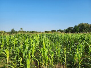 Zea Mays, A field of blooming cornflowers 