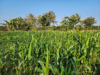 Naklejka premium Zea mays, Young corn field in village