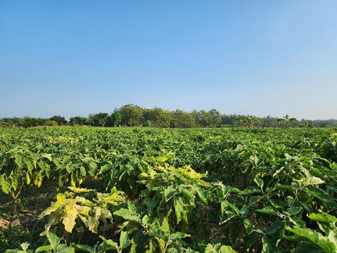 An expanse of Solanum melongena eggplant orchards in the village of Kalen 