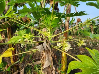 Carica papaya, Papaya tree flowers in blooming