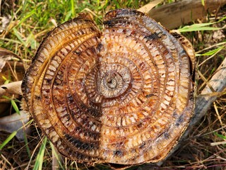 Cut down banana tree trunk 