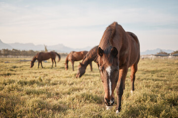 Fototapeta na wymiar Horses make a landscape look beautiful. Shot of a beautiful horse on a farm.