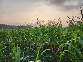 Zea mays, Corn tree flowers at sunrise in the morning 