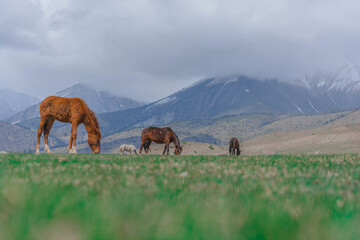 Herd in Kyrgyzstan mountains